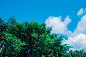 Bamboo branch in bamboo forest, beautiful green nature background. Space for your text.