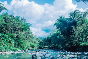 Forest River Water Summer Landscape