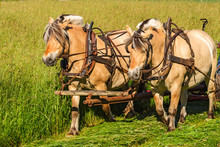 Fjord Horses Working On A Field Working With The Hay