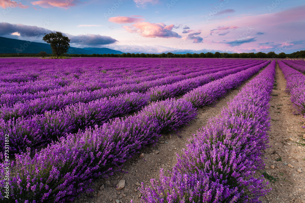 Splendid lavender field - obrazy, fototapety, plakaty 