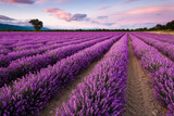 Fototapeta Kwiaty - Splendid lavender field
