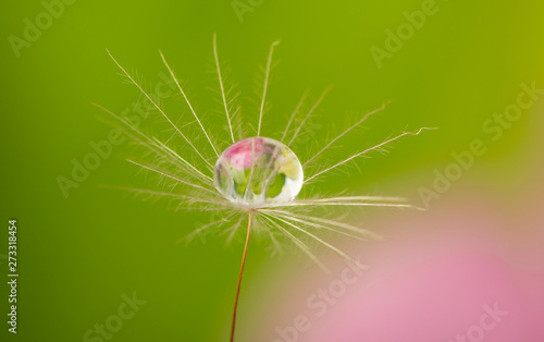 dandelion seed with water drop - macro photo