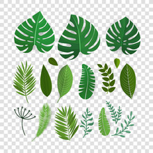 Summer Season Exotic Leaves Vector Collection Isolated On Transparent