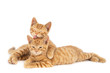 © reodejongh - Two ginger kittens on white. One licking the other.jpg