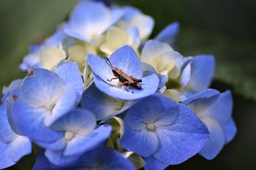 Poster - Hydrangea flower / Colorful close-up image.