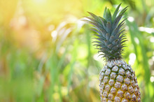 Fresh Pineapple On Nature Background - Close Up Pineapple Tropical Fruit Summer