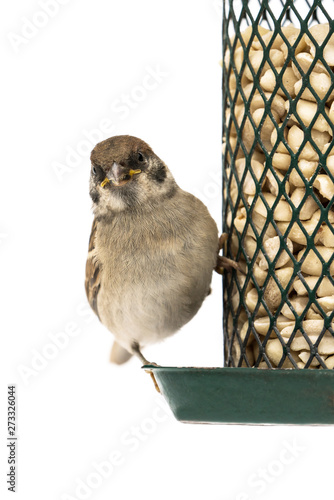 Juvenile European Tree Sparrow On Green Bird Feeder With Peanuts
