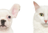Fototapeta Koty - Puppy and Kitten half face