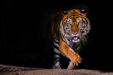 Tiger Portrait Of A Bengal Tiger In Thailand On A Black Background