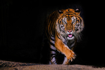 Tiger portrait of a bengal tiger in Thailand on a black background