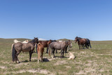 Fototapeta Konie - Beautiful Wild Horses in Spring in the Utah Desert