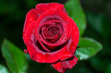 Natural bright roses background. Bright red rose for Valentine Day. Closeup, macro shot. Red rose flower. Close up of red roses and water drops. Roses in flower shop. A red rose bloom. Rose petals...