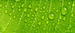© kardd - Close up rain drops on green leaf, water and Panorama water and nature background concept