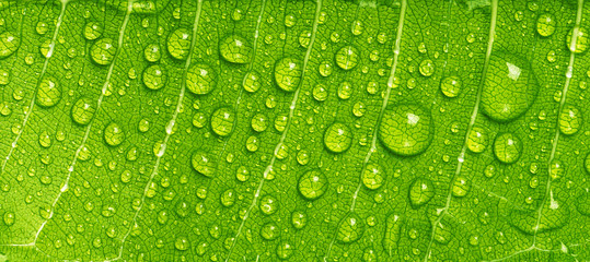 Wall Mural - Close up rain drops on green leaf, water and Panorama water and nature background concept