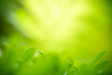 Nature of green leaf in garden at summer. Natural green leaves plants using as spring background cover page greenery environment ecology wallpaper