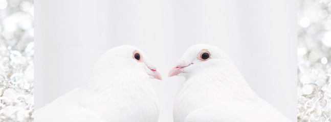 Wall Mural - Couple of pigeons - love concept - banner - web header template - website simple design