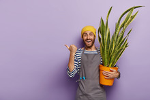 Glad Salesman Poses In Florist Shop With Pot Of Green Snake Plant, Shows Direction Where He Bought Potted Flower For Interior Decoration, Wears Yellow Hat, Striped Sailor Jumper And Grey Apron