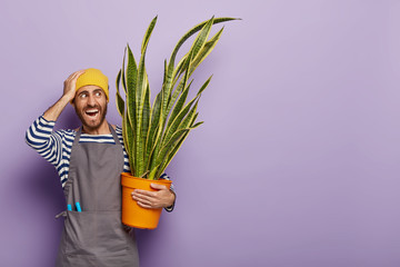 Home gardening concept. Positive male florist faces trouble of too much direct sunlight, carries pot with sansevieria trifasciata, dressed in casual uniform, focused away. Mother in law tongue