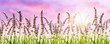 lavendelwiese himmel sonne