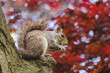 Gray squirrel eating peanut up in a tree with colorful red leaves in background in spring or fall, autumn