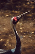 White-naped crane with light shining on head looking up