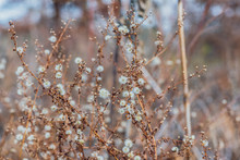 Dried New England Aster Flowers In A Savanna Prairie Field In Winter