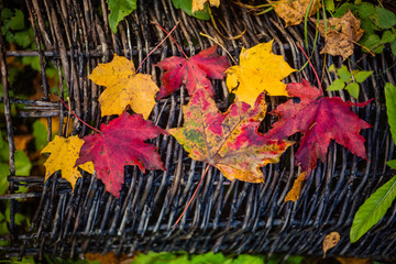 Couple walks in the autumn forest