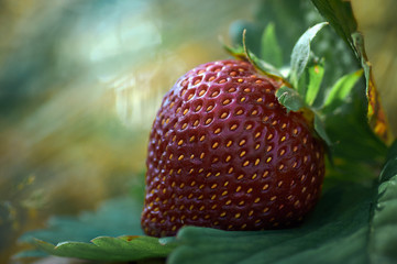 fresh strawberry in the garden