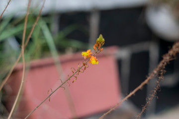 wild flowers on a background