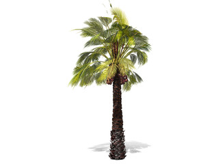 3D rendering - A tall palm tree isolated over a white background. Suitable for use in architectural design or Decoration work. Used with natural articles both on print and website, 3D illustration.