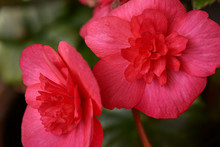 Two Red Begonia Flowers On A Background Of Green Leaves
