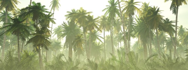 Jungle in the fog at sunrise, palm trees in the haze