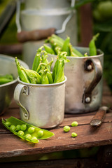 Wall Mural - Harvested green peas in a small greenhouse in summer