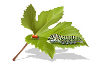 Caterpillar And Ladybug On The Leaves