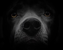Dog Face Coming Out Of Dark Background