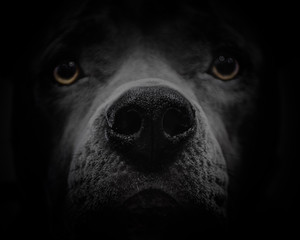 dog face coming out of dark background