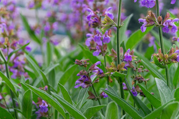 purple sage blossom close-up with blurred background