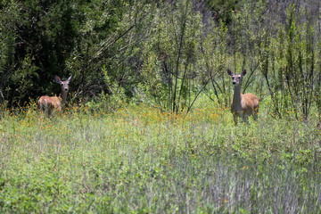 Wall Mural - two deer in woods