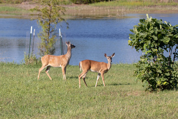 Wall Mural - two deer