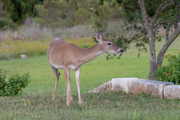 Wall Mural - deer