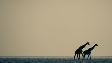 Giraffe On Dusty Plain Brown Landscape In The Distance