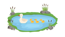 Vector Illustration Of A Duck And Ducklings. Mother Duck Swims In The Lake With Small Ducklings Around Grass.