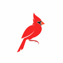 Northern Cardinal. Cute Bird. Crimson Cardinal On White Background