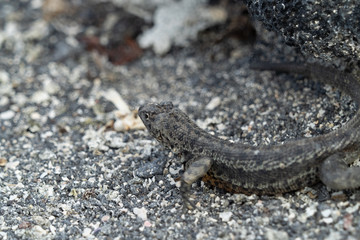 Galapagos landschafte und vögel