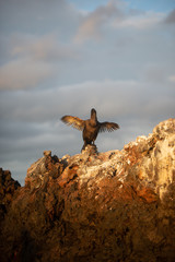 Galapagos landschafte und vögel