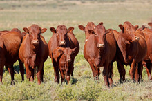 Small Herd Of Free-range Cattle On A Rural Farm, South Africa.