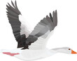 Flying Gooses. Vector image. White background. 