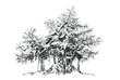 © ozrolf - Oriental bonsai ficus, dense bush. Ink drawing.