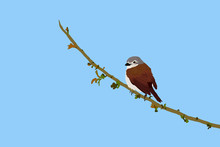 Vector Bird. Bird On Branch. Blue Sky Background. Common Bird: Red Backed Shrike.