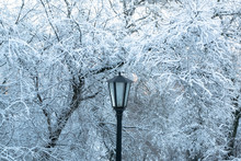 Snowy Street Lamp Free Stock Photo - Public Domain Pictures